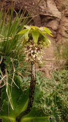 Eucomis bicolor