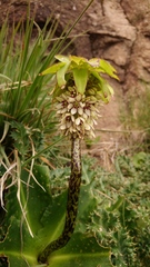 Eucomis bicolor