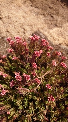 Crassula dependens