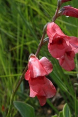 Gladiolus densiflorus