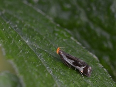 Dichomeris ochripalpella