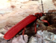 Dictyoptera simplicipes