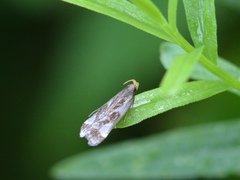 Dichomeris ochripalpella