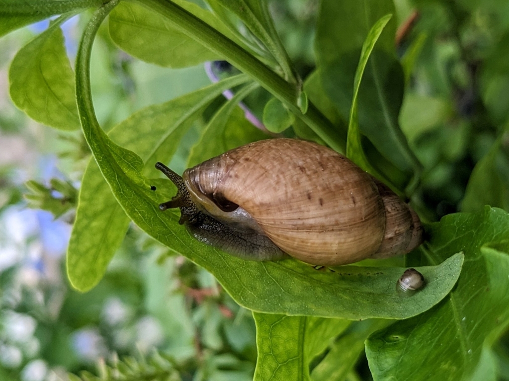 Common Land Snails and Slugs from F589+8HP, Caracas 1061, Miranda, Venezuela on June 28, 2023 at