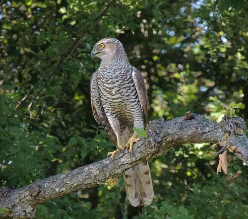 Eurasian Goshawk