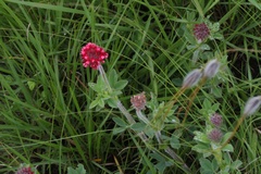 Trifolium africanum