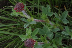 Trifolium africanum