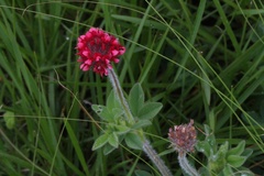 Trifolium africanum