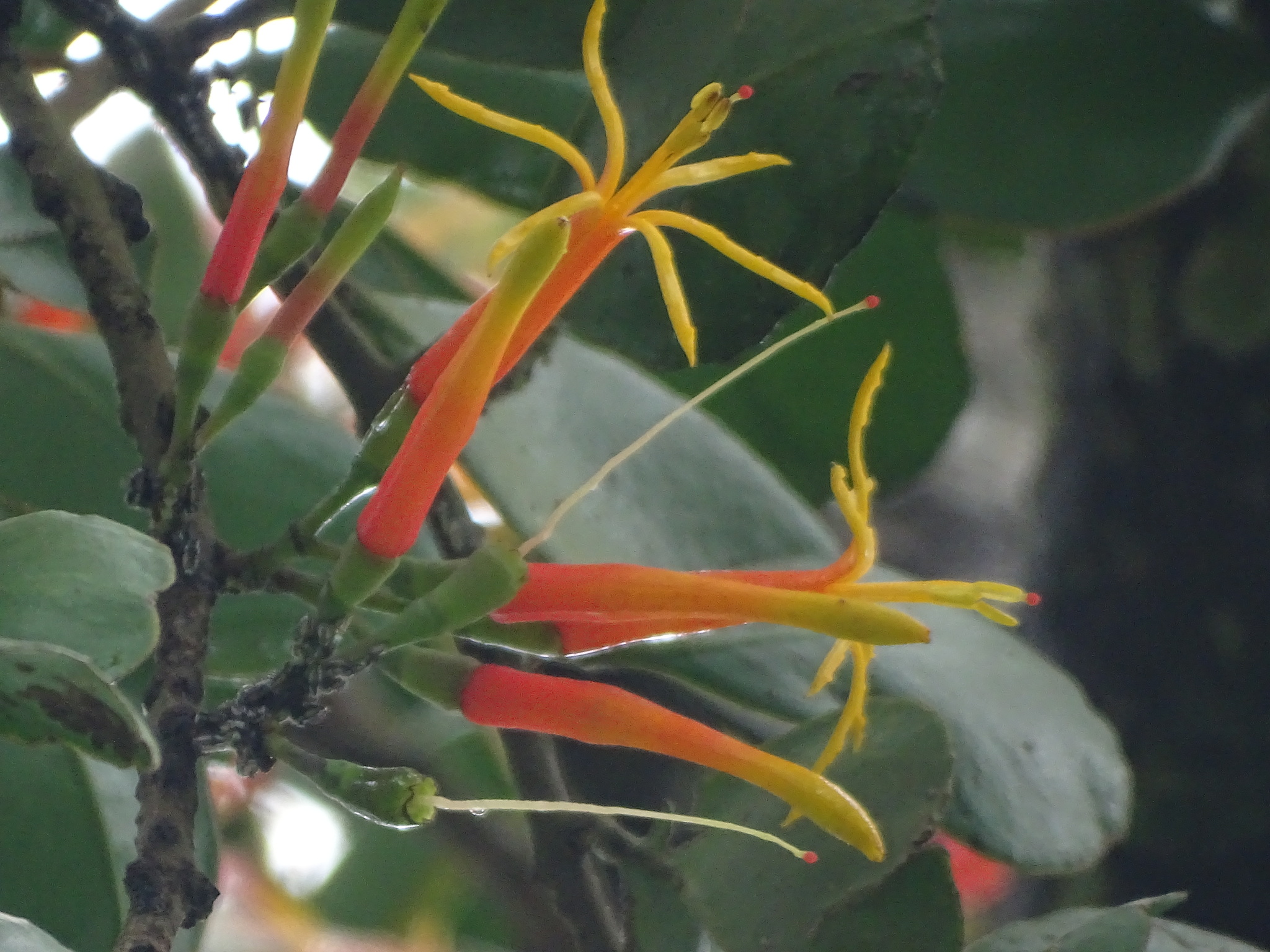 Psittacanthus dichrous