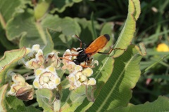 Xysmalobium undulatum