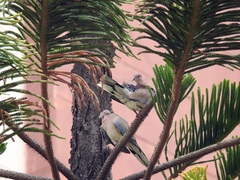 Streptopelia senegalensis