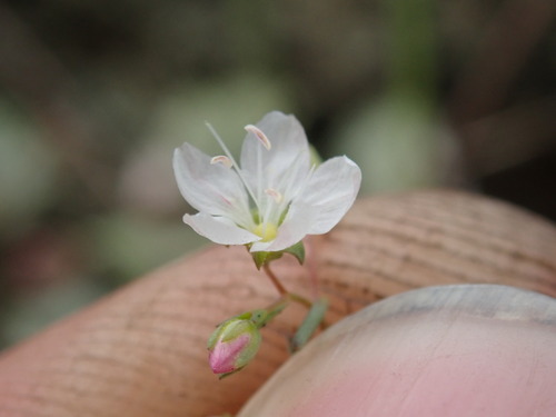 Lake County dwarf-flax (Hesperolinon didymocarpum)