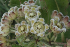 Xysmalobium undulatum