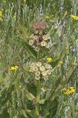 Xysmalobium undulatum