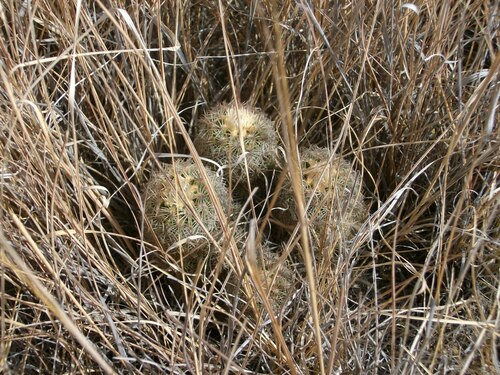Chocolate-scented Hedgehog Cactus (Echinocereus carmenensis)