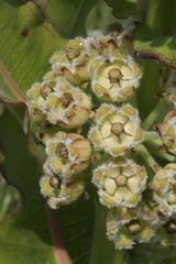 Xysmalobium undulatum