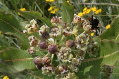 Xysmalobium undulatum