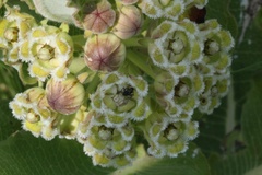 Xysmalobium undulatum