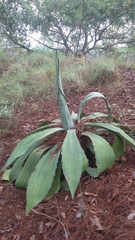 Agave maximiliana