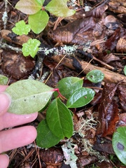Gaultheria procumbens image