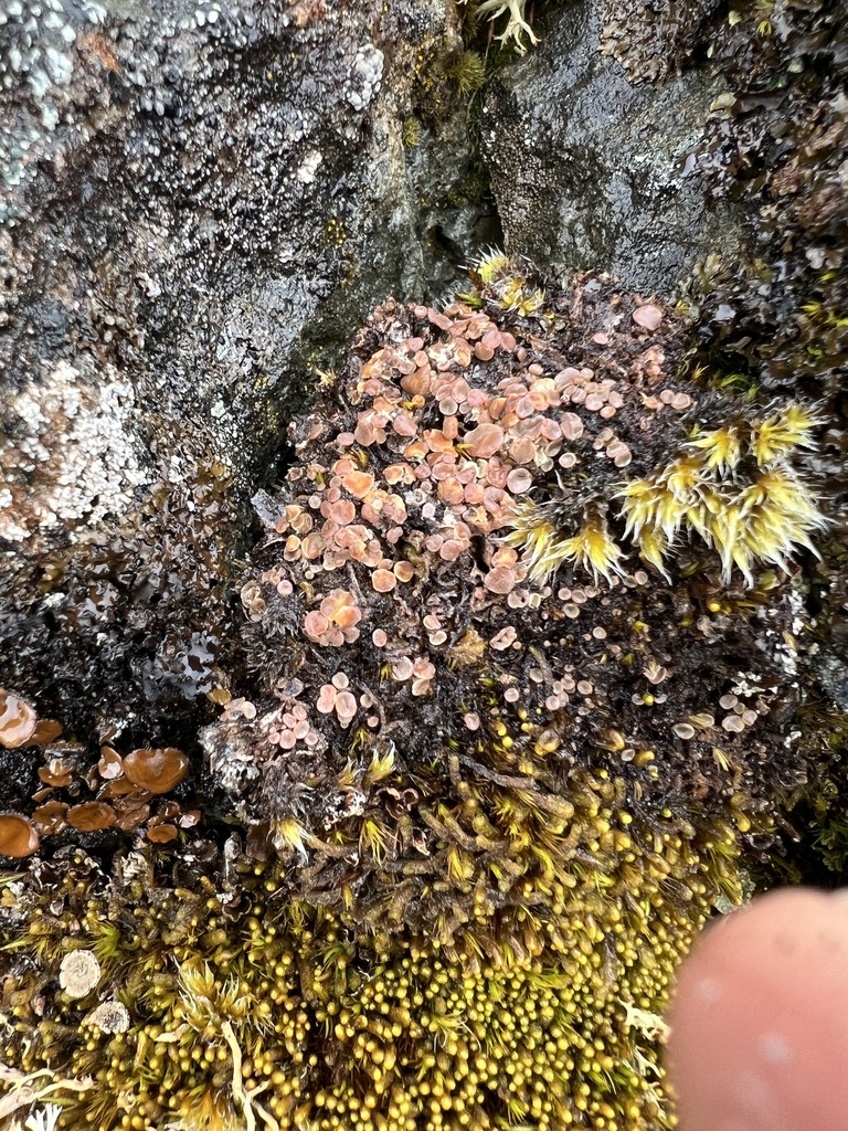 Bryonora