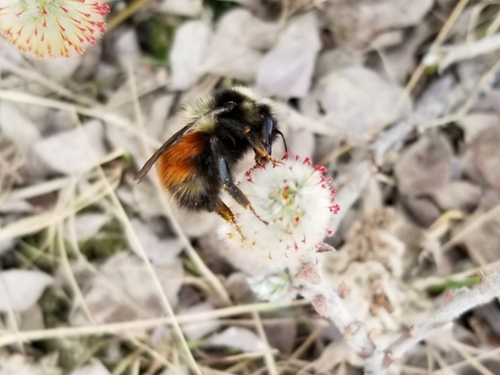 Johansen's Bumble Bee