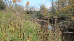 Eutrochium maculatum maculatum