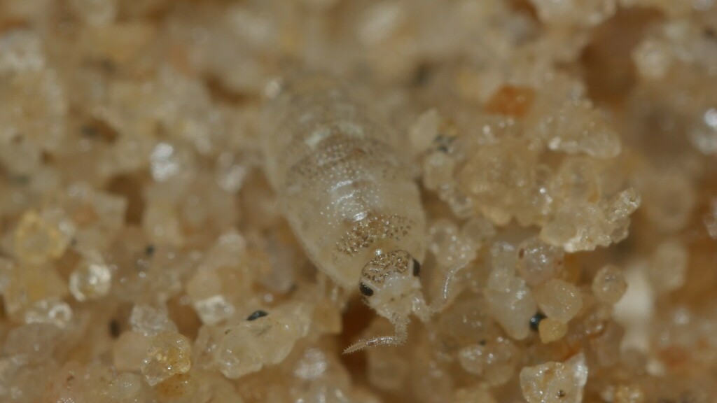 Scyphacella arenicola