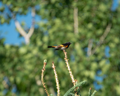 Setophaga ruticilla image