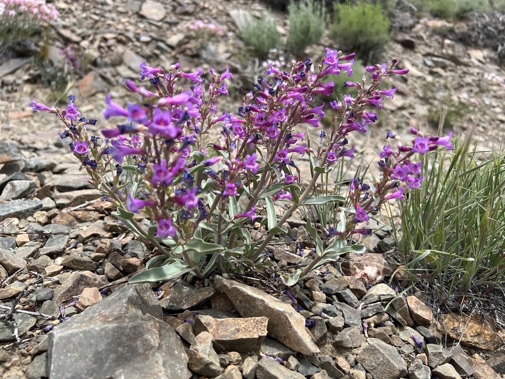 Lone Pine Beardtongue