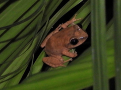 Eleutherodactylus antillensis