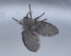 Clogmia albipunctata