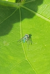 Condylostylus armipes