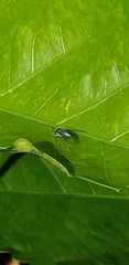 Condylostylus armipes