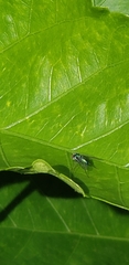 Condylostylus armipes
