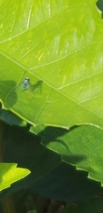 Condylostylus armipes