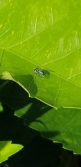 Condylostylus armipes