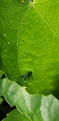 Condylostylus armipes