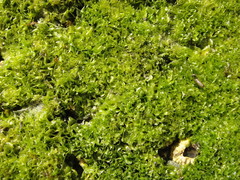 Ulva californica