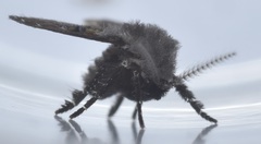 Clogmia albipunctata