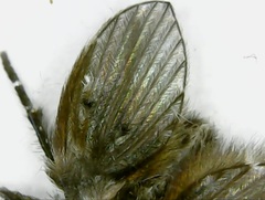 Clogmia albipunctata