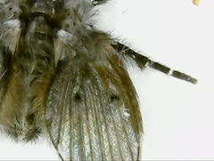 Clogmia albipunctata