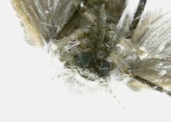 Clogmia albipunctata