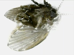 Clogmia albipunctata