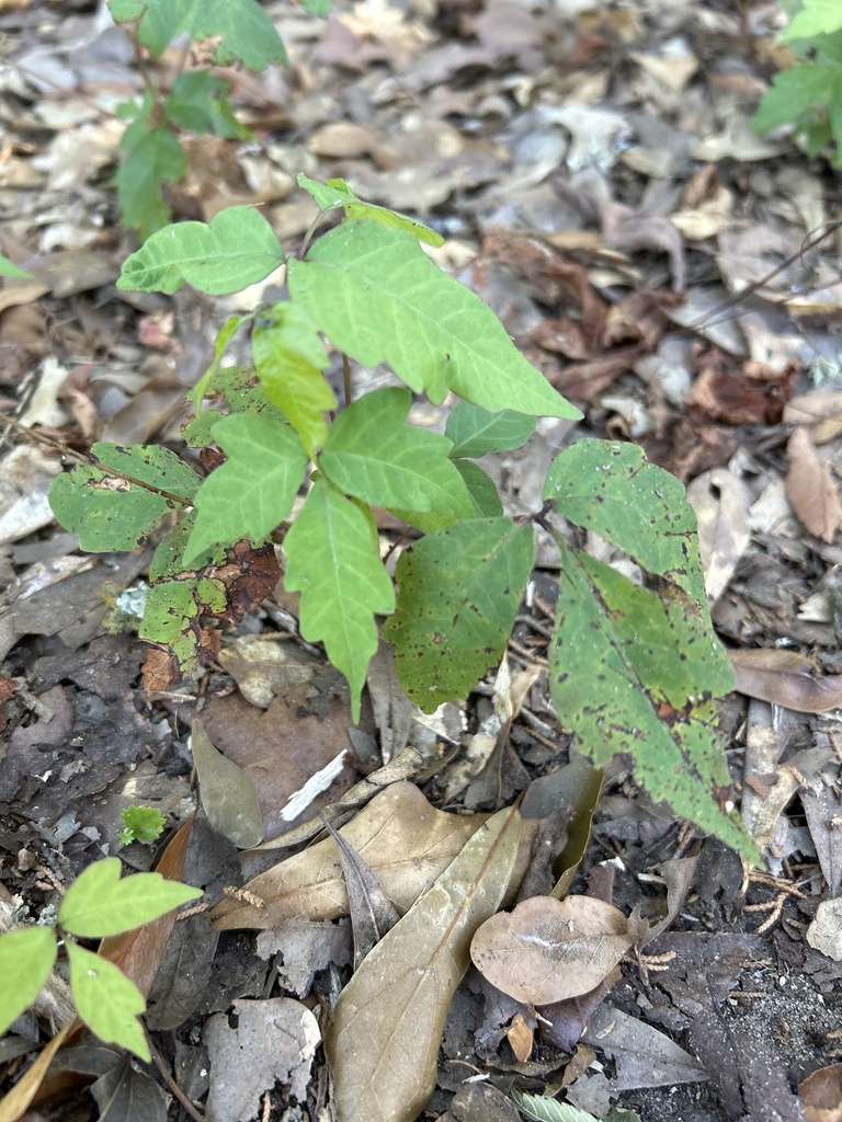 eastern poison ivy from County Road 137, Flint, TX, US on June 28, 2023 ...