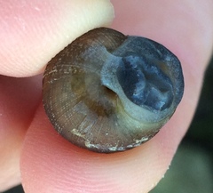 Xerarionta intercisa