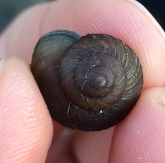 Xerarionta intercisa