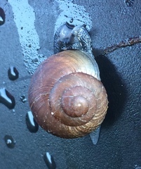 Xerarionta intercisa