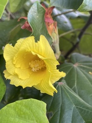 Hibiscus tiliaceus image