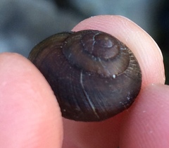 Xerarionta intercisa